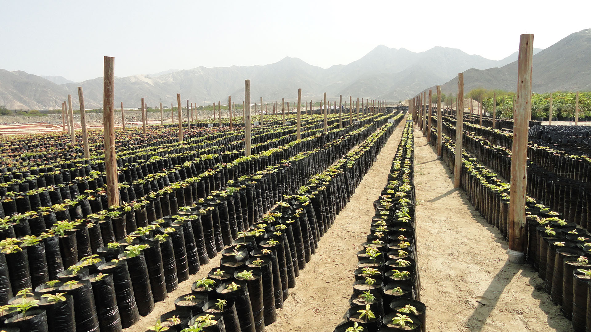 asica_farms_0002_dsc04272.jpg